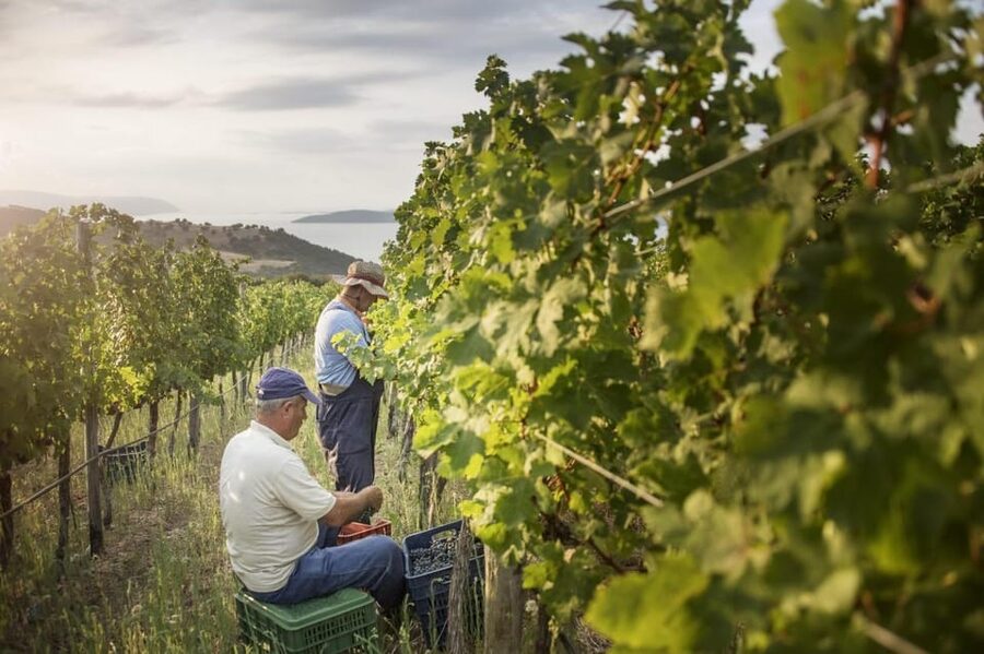 Evening of Wine and Scenic Views in Skiathos - A family-run winery with a real sense of place