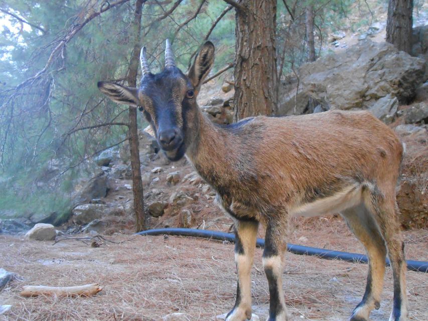 From Agia Galini/Matala: Samaria Gorge Hiking Tour - Key points at a glance