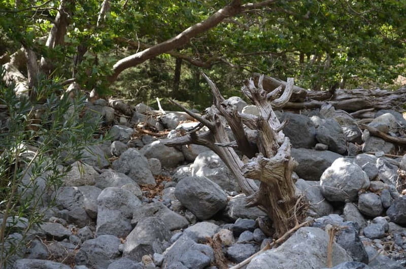 From Chania/Kalyves: Full-Day Samaria Gorge Hiking Day Trip - Lunch, ferry, and the long ride home