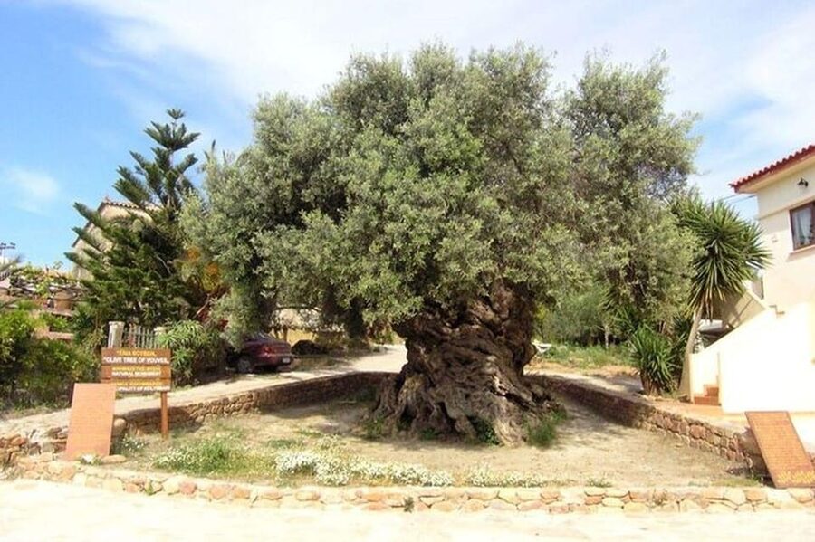 From Chania: Olive Oil, Wine, Cheese & Honey Tasting Tour - Bus rides, roads, and group size