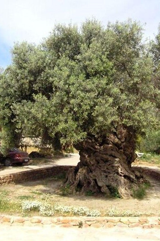 From Chania: Olive Oil, Wine, Cheese & Honey Tasting Tour - Is $49 good value?