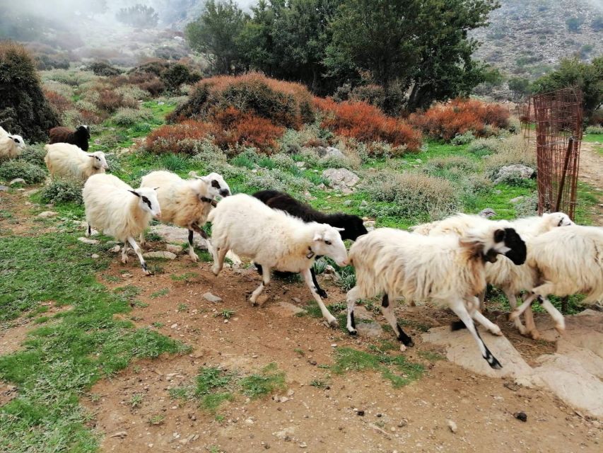 From Chania: White Mountains Land Rover Safari - Driving through Therisso Gorge