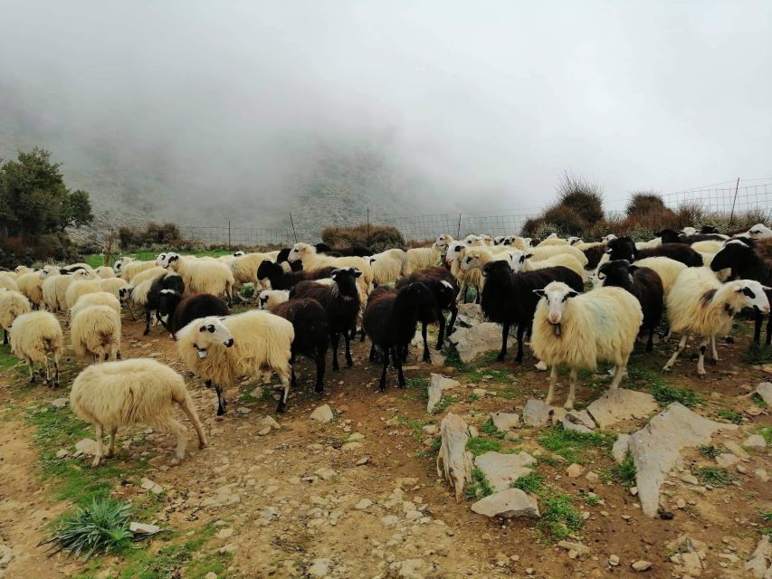 From Chania: White Mountains Land Rover Safari - Reaching a shepherd’s mitato by Land Rover