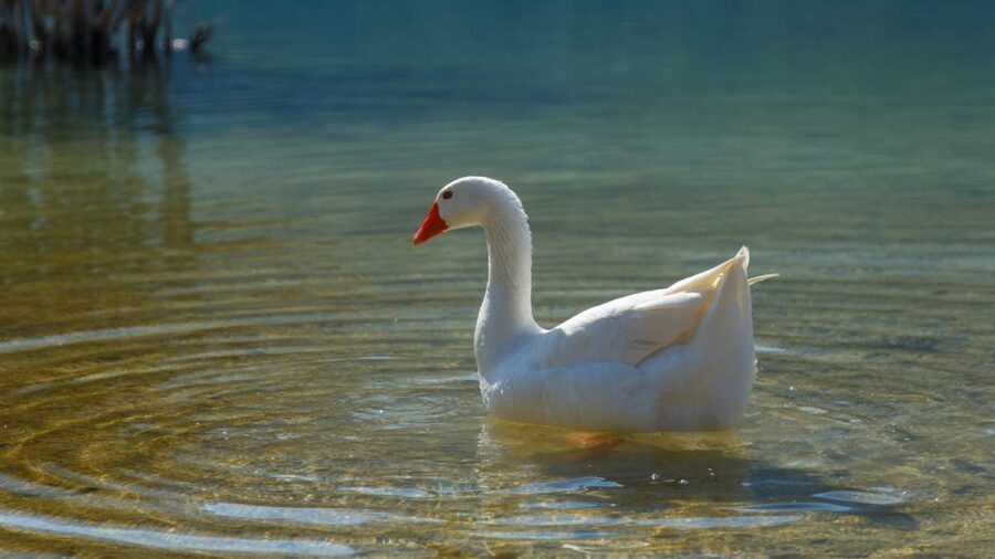 From Heraklion: Chania Town, Kournas Lake, and Rethymno Tour - Rethymno: a compact old-town finish