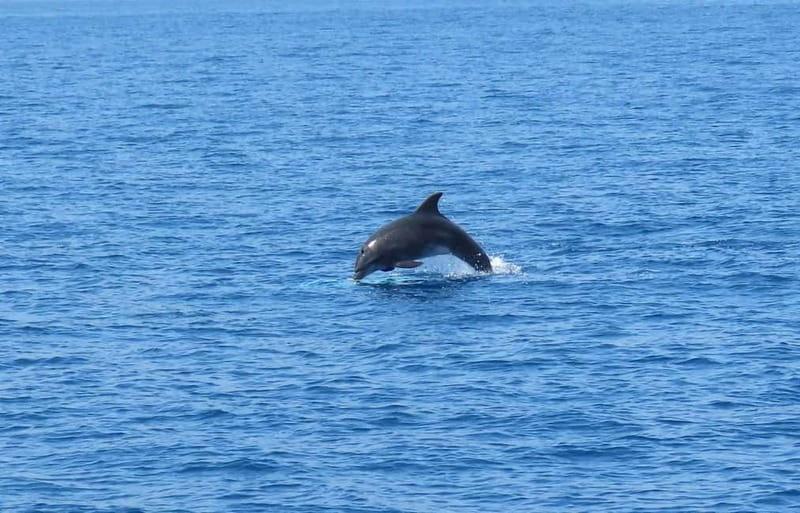 From Kos:A full day cruise in the newest luxury vessel! - Greek BBQ lunch is included, drinks are extra