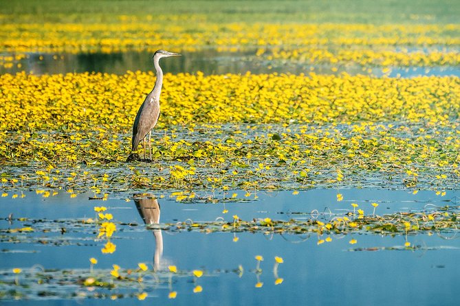 From Thessaloniki: Private Day Trip to Kerkini Lake - Why Lake Kerkini makes a worthwhile day from Thessaloniki