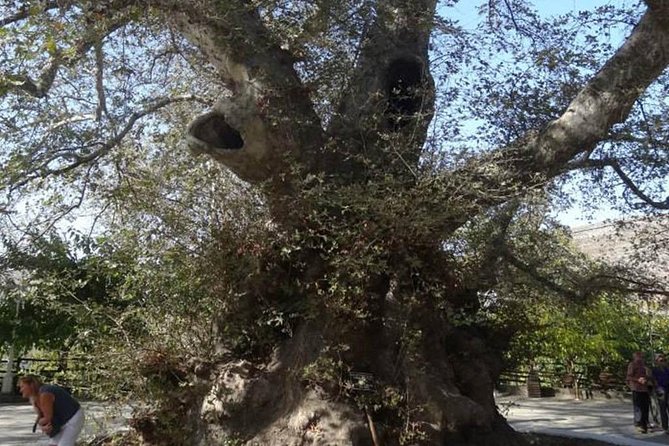 Full-Day Land Rover Safari from Heraklion with Lunch - Krassi’s spring and ancient plane tree