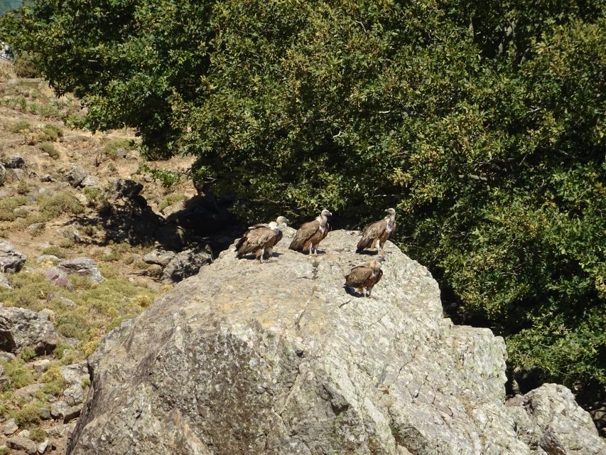 Georgioupolis Full-Day Land Rover Safari Experience - Why this safari works as a one-day Crete sampler