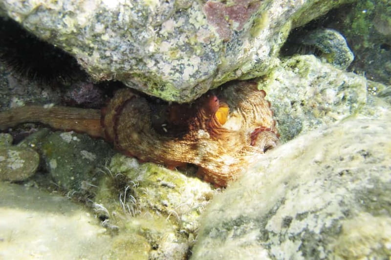 Halkidiki-Kassandra: Scuba Diving for Beginners - What the $102 price includes