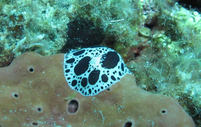 Halkidiki-Kassandra: Scuba Diving for Beginners - How to prepare for a calmer first session