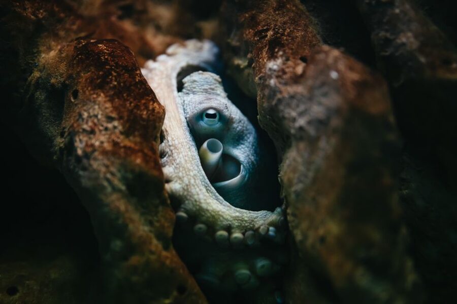 Heraklion Area: CRETAquarium Admission Ticket - What CRETAquarium is really about