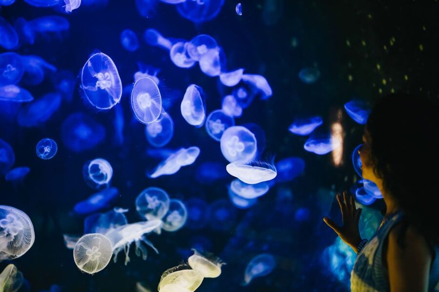Heraklion Area: CRETAquarium Admission Ticket - Who should book CRETAquarium?
