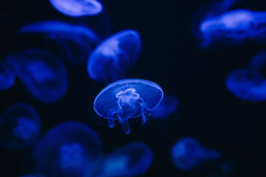 Heraklion Area: CRETAquarium Admission Ticket - Following the route through 60 habitats