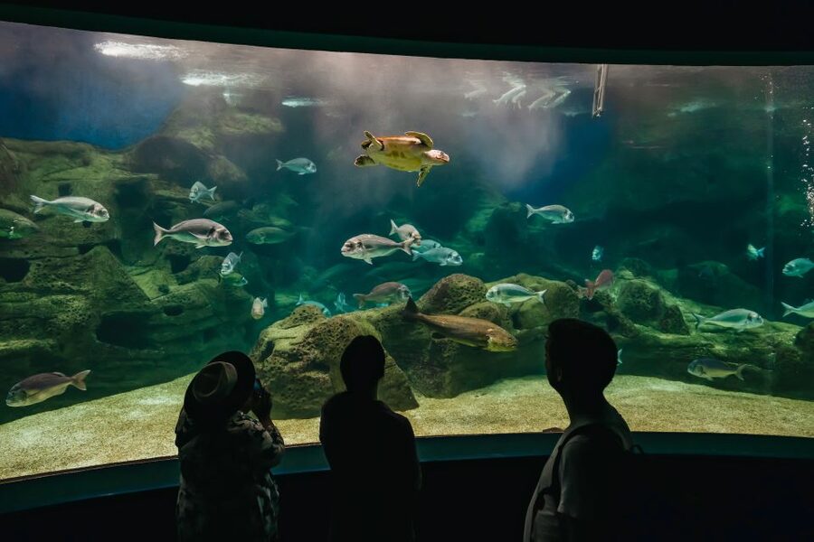 Heraklion Area: CRETAquarium Admission Ticket - How long you need inside