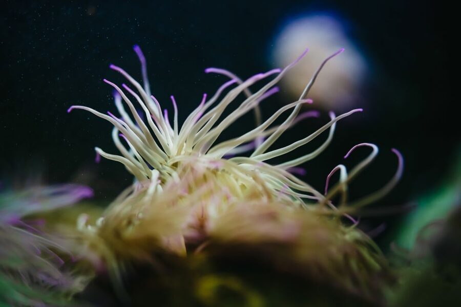 Heraklion Area: CRETAquarium Admission Ticket - Education, research, and care for marine life