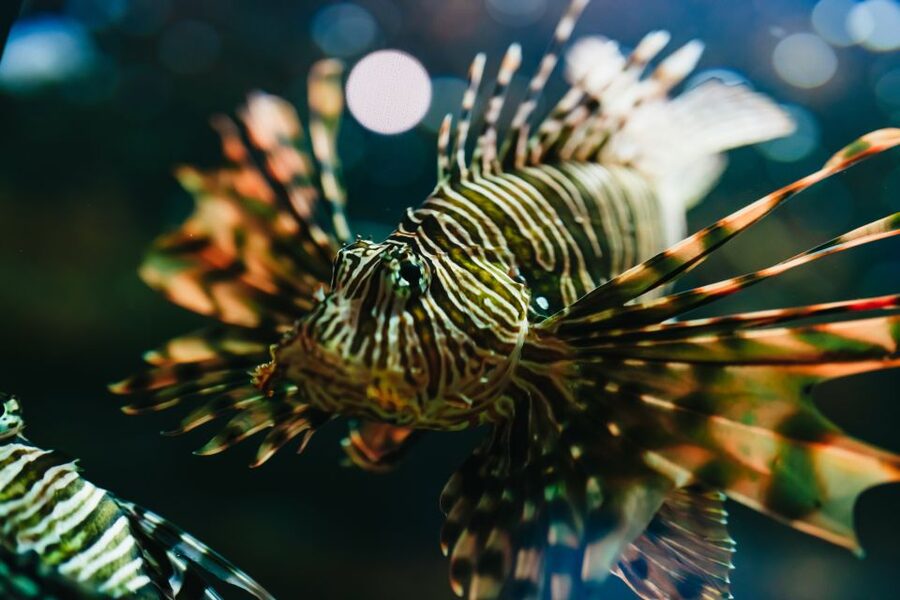Heraklion Area: CRETAquarium Admission Ticket - Jellyfish, turtles, and the best viewing angles