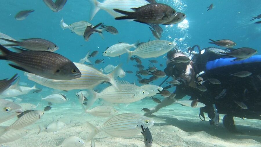 Heraklion: Beginner Scuba Diving Lesson with PADI Instructor - Entering the water at Agia Pelagia Bay
