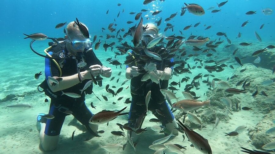 Heraklion: Beginner Scuba Diving Lesson with PADI Instructor - Fish, clear water, and the quiet below the surface