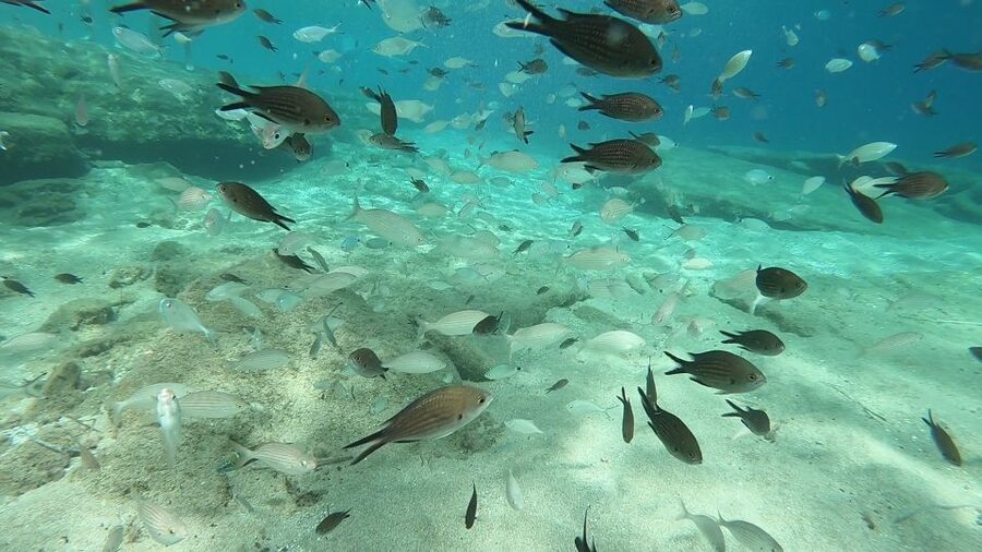 Heraklion: Beginner Scuba Diving Lesson with PADI Instructor - Transfers, parking, and the short break afterward