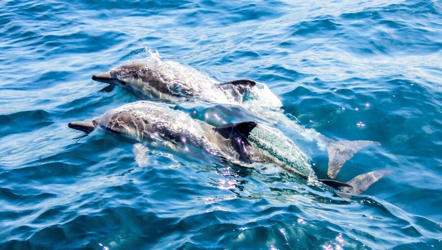 Heraklion: Dia Island Sailboat Cruise with Swimming and Meal - Three and a half hours in Dia’s protected waters