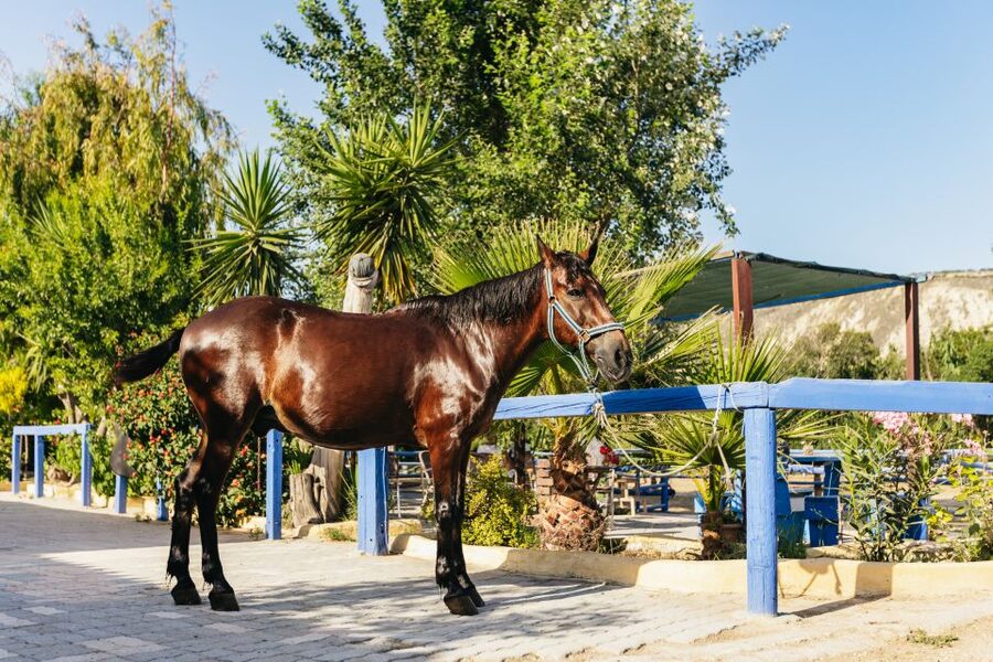 Heraklion: Finikia Horse Riding Tour with Lunch or Dinner - The mountain stop and the view toward Zeus