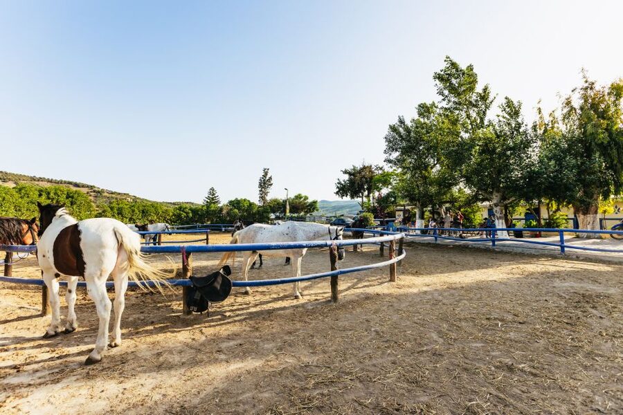 Heraklion: Horse Ride in the Cretan Mountains - Should you book the Finikia horse ride?