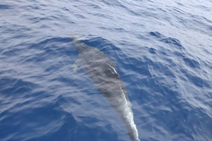 Heraklion: Nature Reserve Dia Island Full-Day Cruise & Lunch - Agrilia Bay: a quiet first swim