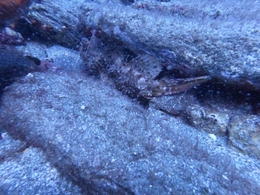 Heraklion: Scuba Diving Experience for Beginners _Beach - How the 45-minute underwater session works