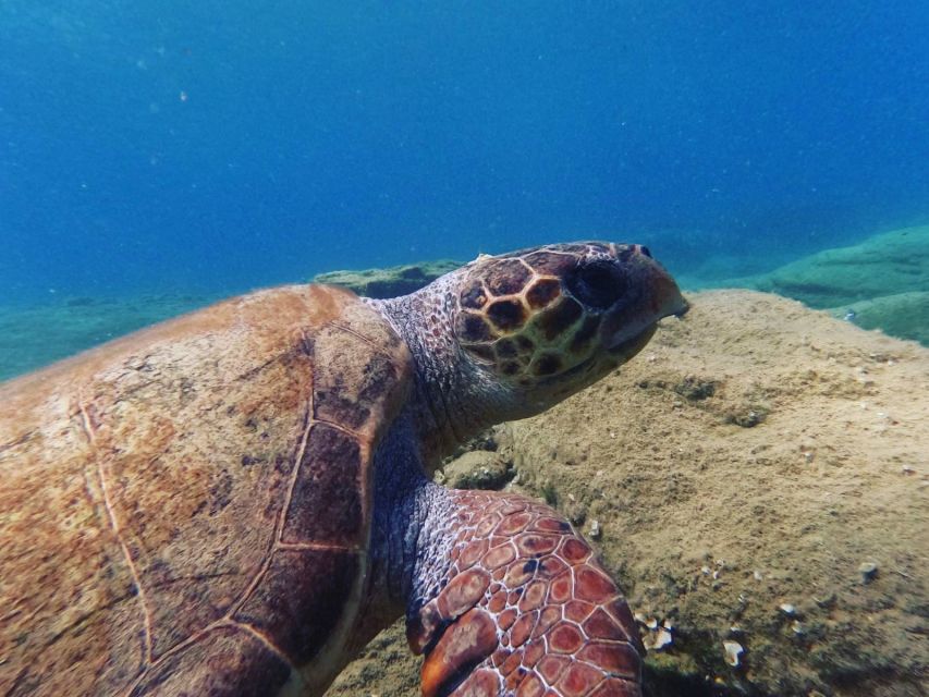 Heraklion: Scuba Diving Experience for Beginners _Beach - Who will enjoy this most