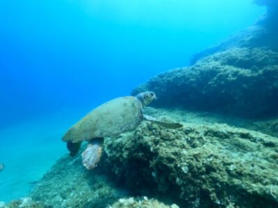 Scuba Diving Experience for First-Timers