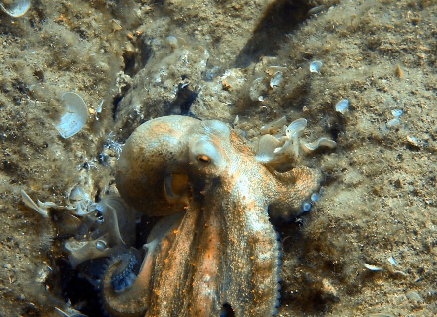Heraklion: Scuba Diving Experience for First-Timers - Photos, snorkeling, and what to do on shore