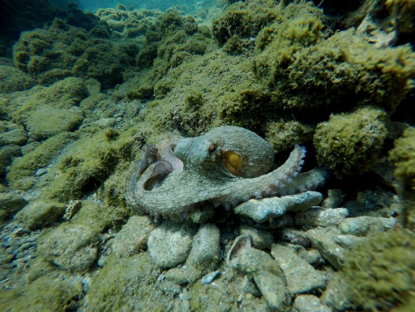 Heraklion: Try Scuba Diving For Beginners (1 dive) - Best For Families, Friends, and Nervous Beginners