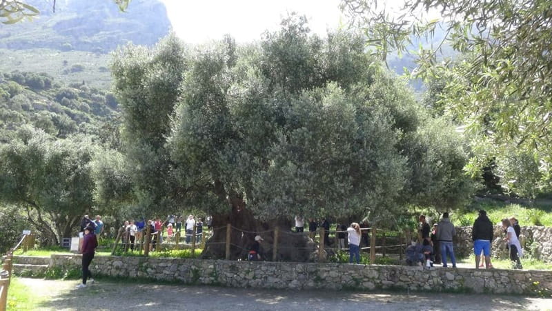 Jeep Driving Tour to Thripti Mountains and typical villages - Kavousi and the ancient olive tree