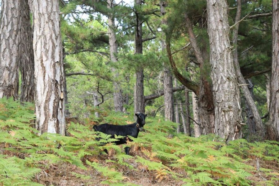 Jeep Safari in Thassos Mountain - Through Thassos’s black-pine forests