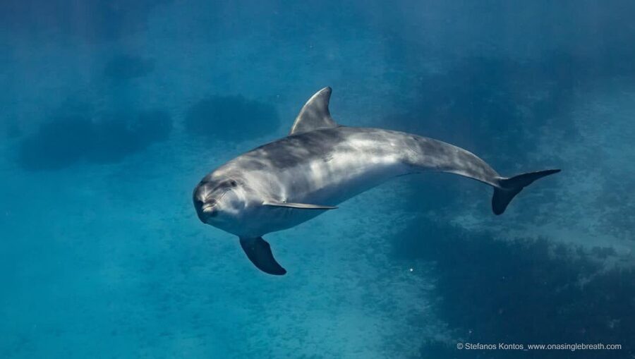 Kamiros Skala : Marine Life Experience & Alimia Island - My verdict: book it if you want a full sea day