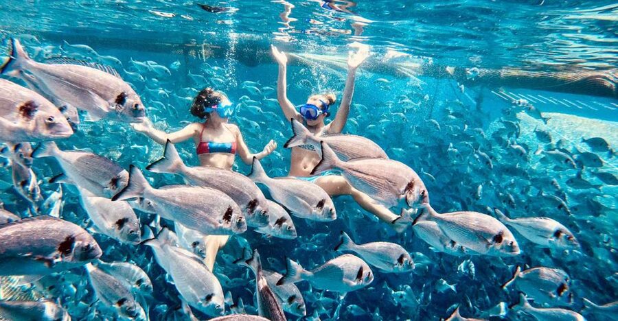 Kamiros Skala: Marine Life Experience by Boat - The second dolphin watch on the way back