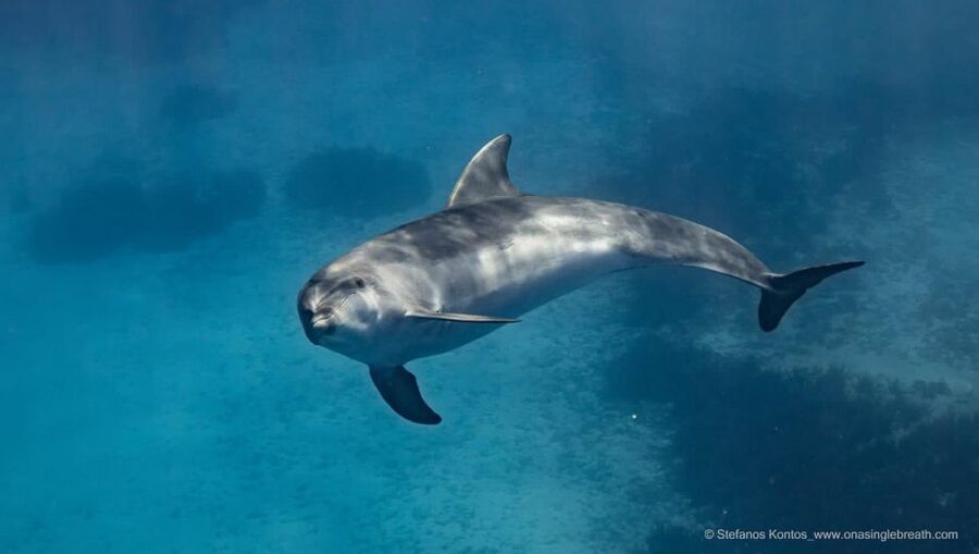 Kamiros Skala: Marine Life Experience by Boat - How it compares with a regular Rhodes boat excursion
