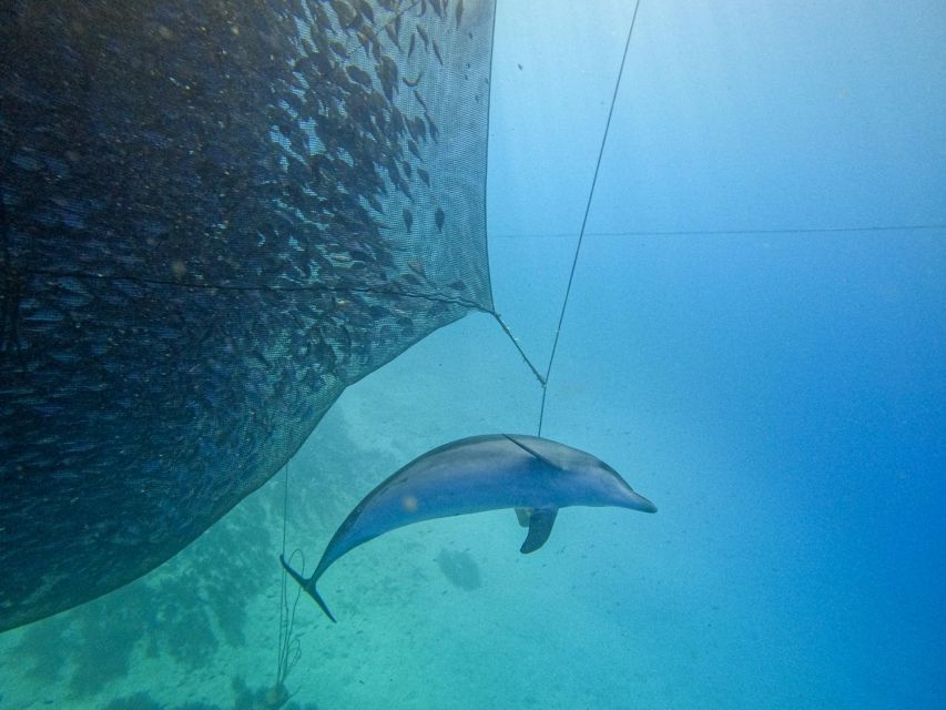 Kamiros Skala: Marine Life Experience by Boat - FAQ