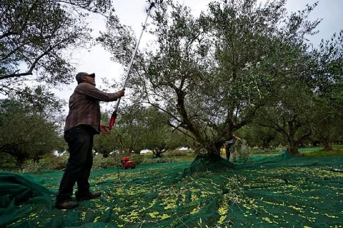 Katakolon Small Group Tour: Olympic site, Honey/Olive Oil Tasting - What the $126.72 price really includes