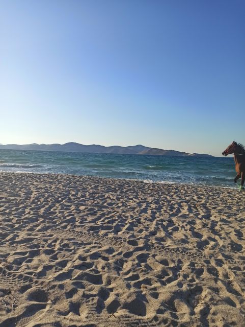 Kos: Horse Riding Experience on the Beach with Instructor - Key points at a glance