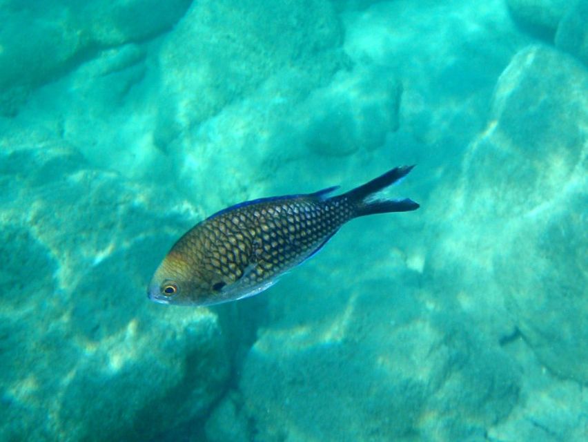 Kos: Kefalos Bay Boat Cruise with Fishing, Swimming, & Meal - Stone painting for children and adults
