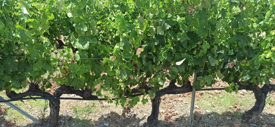 Kos: Wineries Tour w/ Wine Tastings & Transportation - Should you book the $64 tasting?