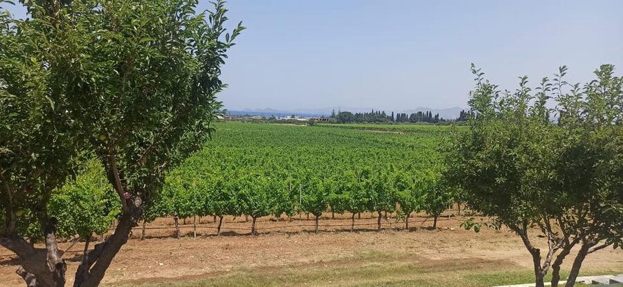 Kos: Wineries Tour w/ Wine Tastings & Transportation - FAQ