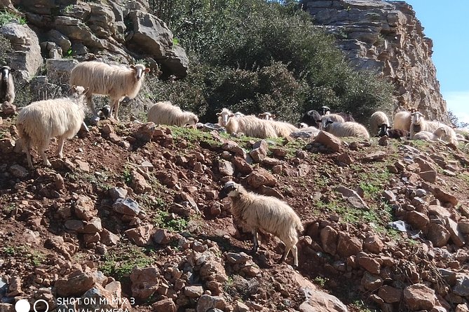 Lasithi –Plateau Traditional Vilages - Is $106.65 a fair price?