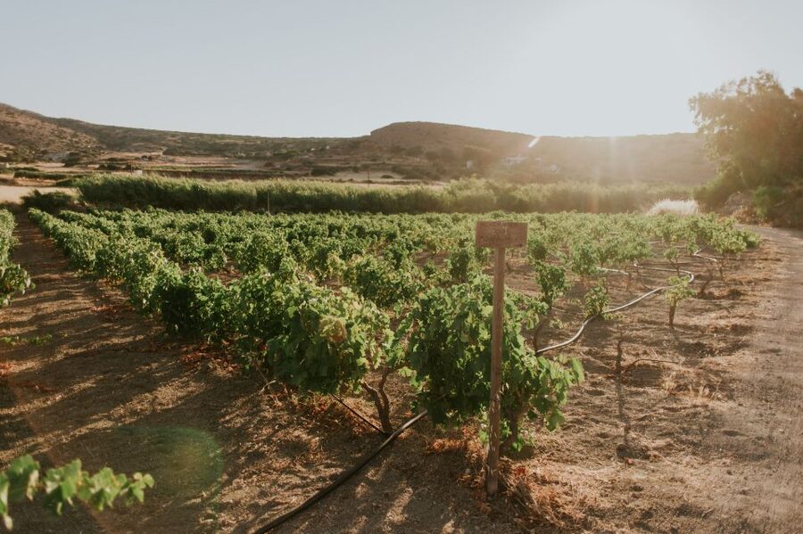 Milos Island: Kostantakis Winery Wine Tasting Experience - Seven wines, a grape distillation, and local snacks