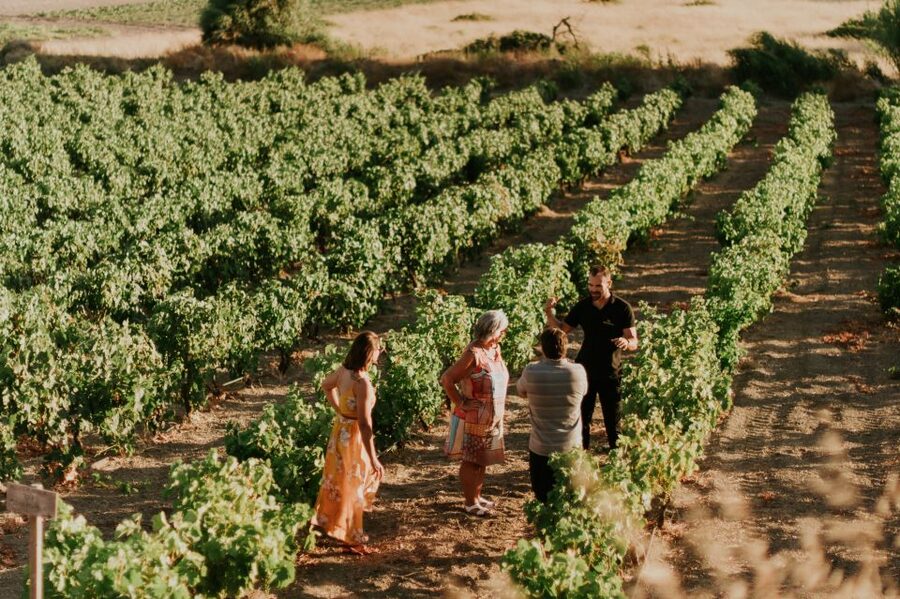 Milos Island: Kostantakis Winery Wine Tasting Experience - How the group size shapes the visit
