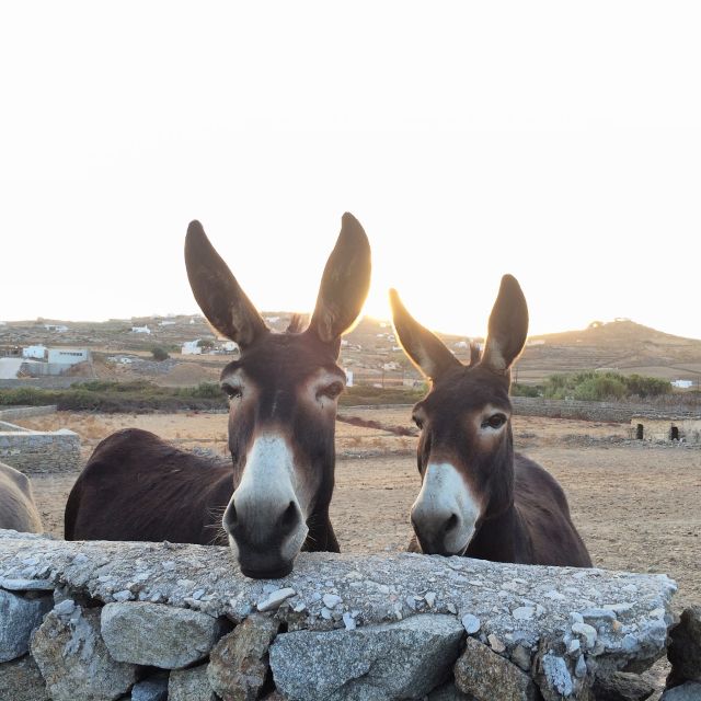 Mykonos: Full-Day Sightseeing Tour with Lunch - Who should book this experience?