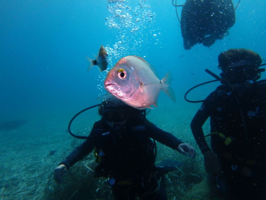 Naxos: Discover Scuba Diving - Your first experience diving - About 45 minutes on Naxos’s house reef