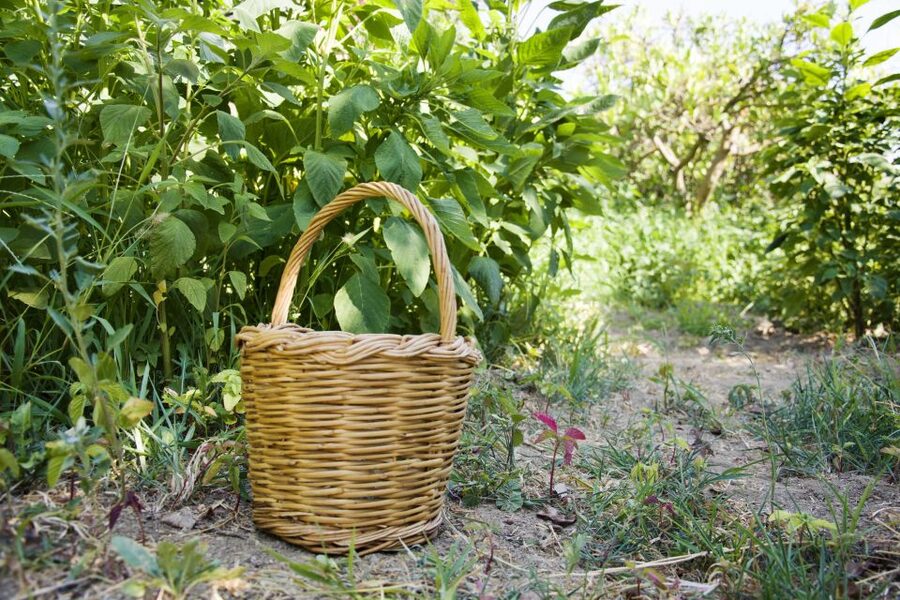 Naxos: Half-Day Cooking Class at Basiliko Family Tavern - What you actually cook in four hours
