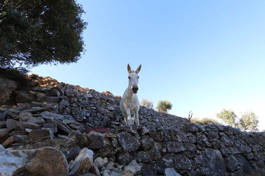 Naxos: Hike to the Top of Mount Zas with a Guide - What to pack for a comfortable climb